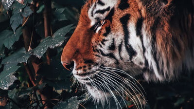 دانلود والپیپر ببر Tiger Animal