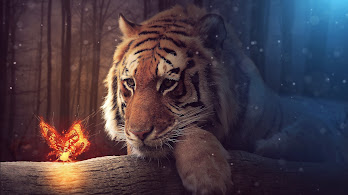 دانلود والپیپر ببر و پروانه Tiger Butterfly