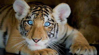 دانلود والپیپر توله ببر وحشی Tiger Cub Photo