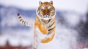 دانلود والپیپر ببر در حال دویدن Tiger Running