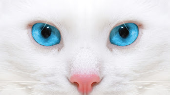 دانلود والپیپر گربه سفید چشم آبی White Cat Blue Eyes
