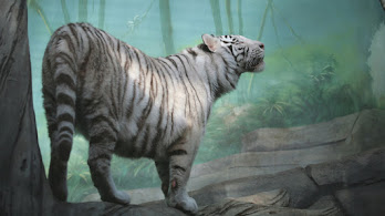 دانلود والپیپر ببر سفید White Tiger