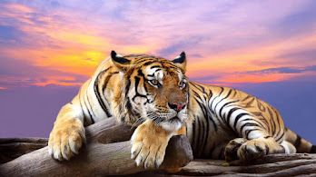 دانلود والپیپر ببر Tiger