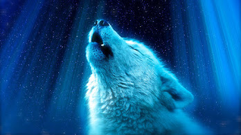 دانلود والپیپر گرگ سفید در حال زوزه White Wolf Howling