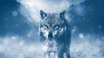 دانلود والپیپر گرگ Wolf