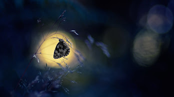 دانلود والپیپر پروانه حیوان Butterfly Animal