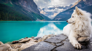 دانلود والپیپر منظره سگ دریاچه طبیعت Dog Lake Nature Scenery