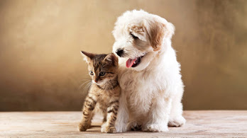 دانلود والپیپر بچه گربه و توله سگ Kitten and Puppy