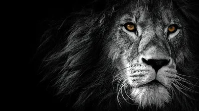 دانلود والپیپر شیر سیاه و سفید Lion Monochrome