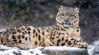 دانلود والپیپر پلنگ برفی Snow Leopard
