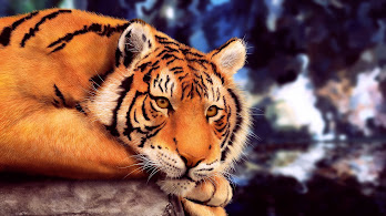 دانلود والپیپر ببر Tiger