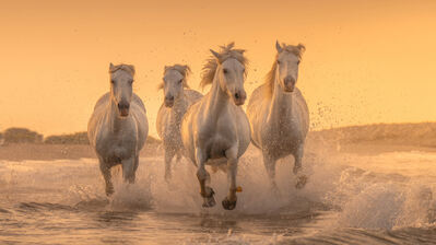 دانلود والپیپر اسب سفید White Horse