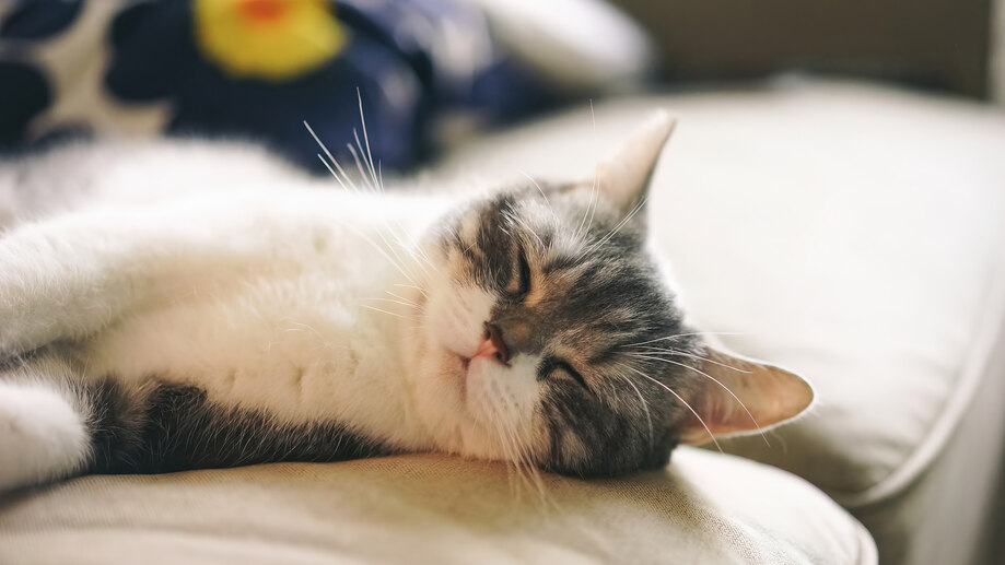 دانلود والپیپر گربه خوابیده Cat Sleeping