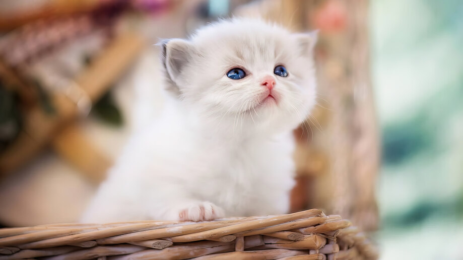 دانلود والپیپر گربه سفید بامزه Cute White Cat