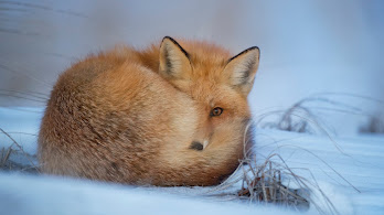 دانلود والپیپر روباه قرمز در برف Red Fox Snow