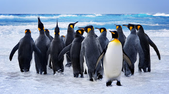 دانلود والپیپر گروه پنگوئن‌ها حیوانات اقیانوس Penguin Group Ocean Animals