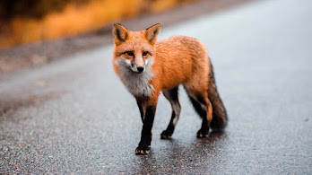 دانلود والپیپر روباه قرمز Red Fox
