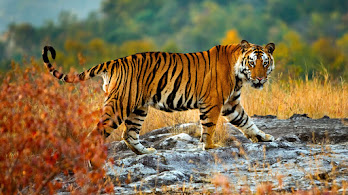 دانلود والپیپر ببر طبیعت Tiger Nature