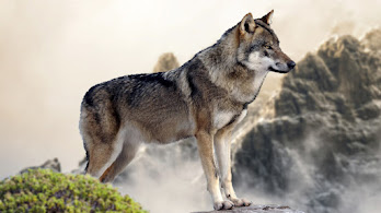 دانلود والپیپر گرگ Wolf