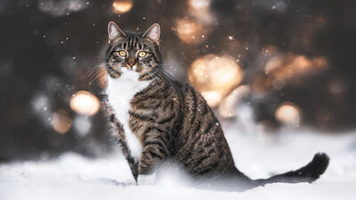 دانلود والپیپر گربه در برف Cat in Snow
