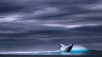 دانلود والپیپر منظره اقیانوس نهنگ گوژپشت Humpback Whale Ocean Scenery
