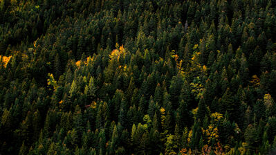 دانلود والپیپر طبیعت درختان کاج جنگل Forest Pine Trees Nature