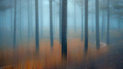 دانلود والپیپر جنگل و درخت و مه Forest Trees Fog Scenery