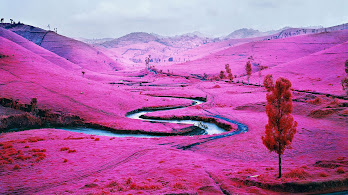 دانلود والپیپر منظره طبیعت مزرعه صورتی Pink Field Nature Scenery Landscape