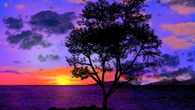 دانلود والپیپر ساحل غروب Sunset Beach Coast Tree Silhouette Scenery