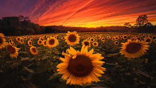 دانلود والپیپر طبیعت غروب آفتاب گل آفتابگردان Sunset Sunflowers