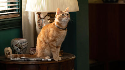 دانلود پوستر گوس مارولز The Marvels Cat Goose