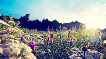 دانلود والپیپر طبیعت گل و آسمون آبی Flower Nature Blue Sky