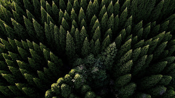 دانلود والپیپر منظره جنگل از بالا Forest Nature Aerial