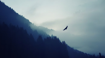 دانلود والپیپر کوهستان و عقاب Mountain Forest Eagle