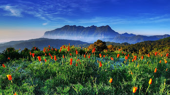 دانلود والپیپر طبیعت منظره کوه و گل Nature Landscape