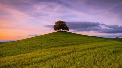 دانلود والپیپر درختان چمنزار طبیعت Trees Grassfield Landscape