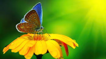 دانلود والپیپر پروانه و گل Butterfly Flower Insect