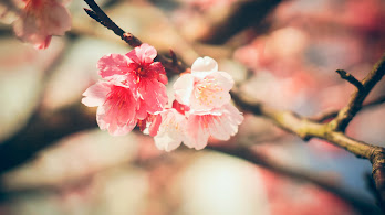 دانلود والپیپر گل‌های سفید و صورتی Beautiful White Pink Flowers Nature