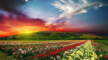دانلود والپیپر منظره طبیعت گل‌ها و غروب خورشید Flowers Landscape Sunset