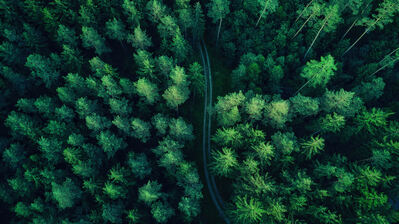 دانلود والپیپر نمای هوایی جنگل منظره طبیعی Forest Aerial View