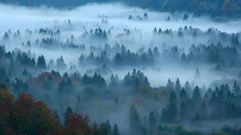 دانلود والپیپر مه جنگل Forest Fog Nature Scenery