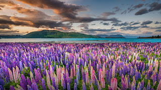 دانلود والپیپر مزرعه گل اسطوخودوس نیوزلند Lavender Field New Zealand Nature