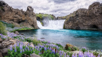 دانلود والپیپر طبیعت آبشار و گل Waterfall Nature Flowers