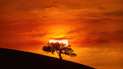 دانلود والپیپر سیلوئت درخت و غروب Sunset Tree Silhouette Landscape Scenery
