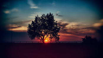 دانلود والپیپر غروب درخت منظره Sunset Scenery Tree Landscape Nature