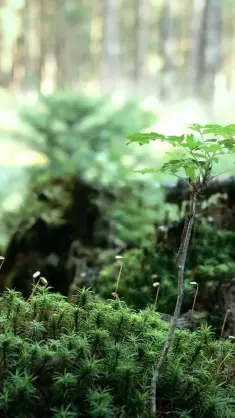 دانلود والپیپر متحرک منظره درخت کوچولو Small Tree