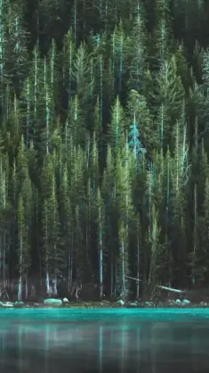 دانلود والپیپر متحرک منظره دریاچه آبی کنار درختان کاج Blue Lake Near Pine Trees