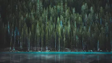 دانلود والپیپر متحرک دریاچه آبی Blue Lake کنار درختان کاج