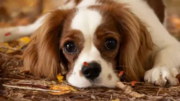 دانلود والپیپر متحرک سگ در پاییز Dog in Autumn