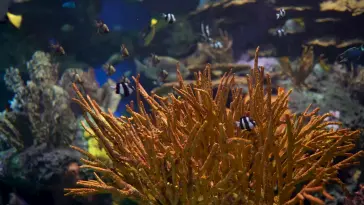 دانلود والپیپر متحرک آکواریوم ماهی Fish Aquarium
